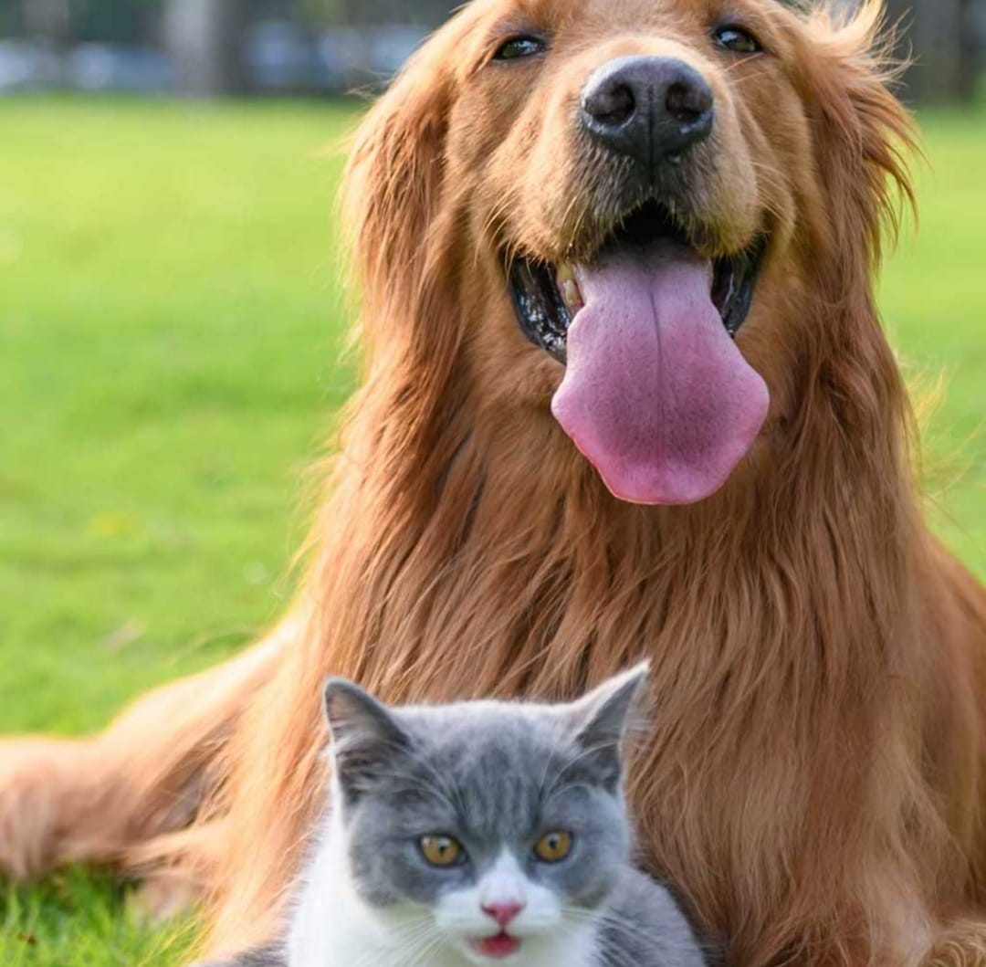 Pet Friends  : Uniting Furry Companions